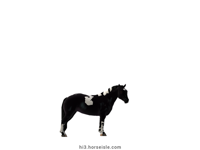 Brazilian Pony Ebony Black Tobiano Coat